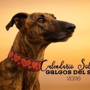 Solidarity Calendar 2024